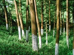 -桤木河湿地公园