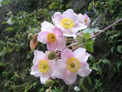 -井冈山革命烈士陵园