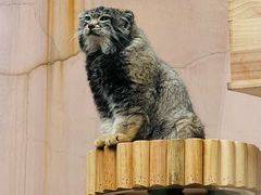 -青藏高原野生动物园