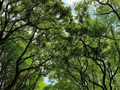 -上海共青森林公园