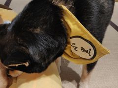 -逗柴咖啡屋·狗咖猫咖宠物桌游