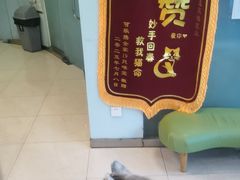 -瑞派申生动物医院·24H夜诊·国际动物医疗中心·骨外科(吴中路店)