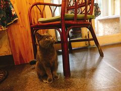 -猫色咖啡·猫咖