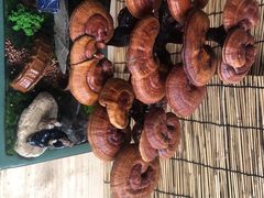 -秦美花卉(天朗·莱茵小城2期店)