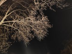 -梅花山(明孝陵内)