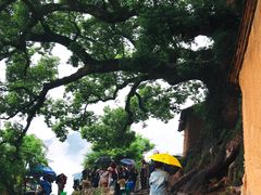 -杨家堂村
