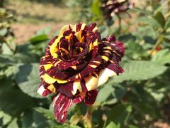 -人民公园(罗湖区)