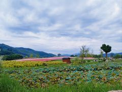 -径山花海