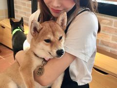 -柴犬高等学院·狗咖·柴犬售卖·宠物训练