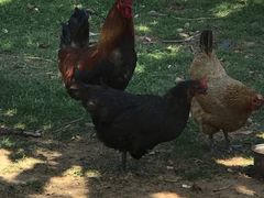 -鲁山国家森林公园