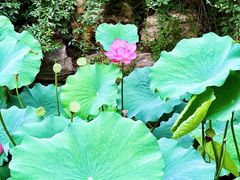 -天津大悲禅院