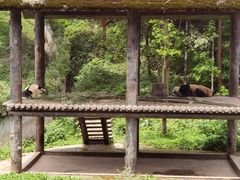 -中国大熊猫保护研究中心雅安碧峰峡基地