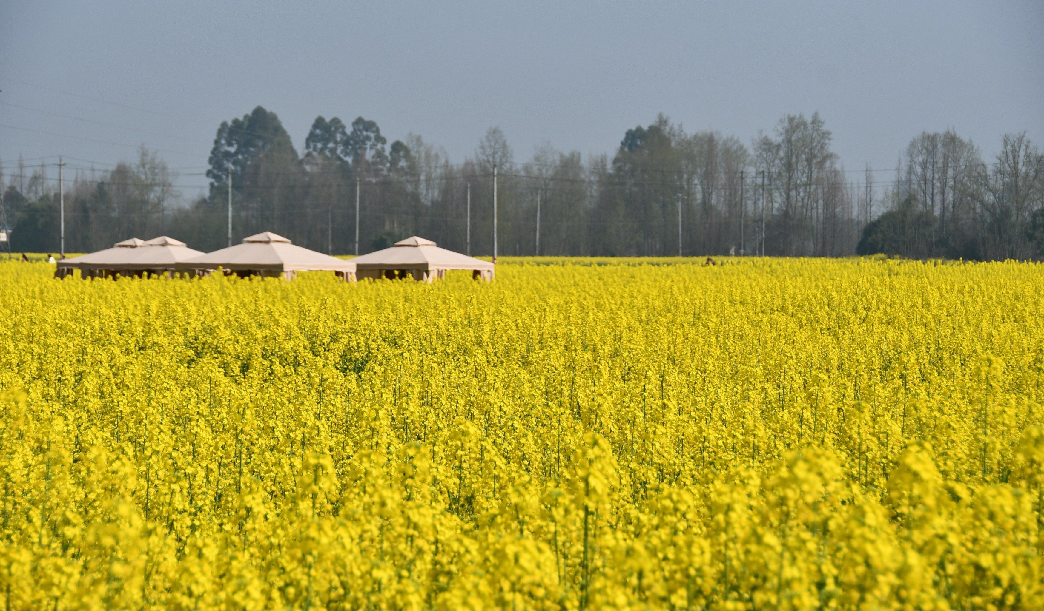 n每年看油菜花是必不可少的节目之一,崇州油菜花确实经典,道明村