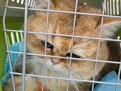 -芭比堂动物医院·CT·微创中心(新顺分院)