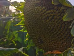 -映月湖中央公园