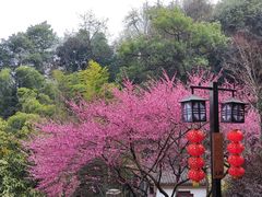 -灵隐飞来峰景区