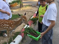 -清迈夜间动物园