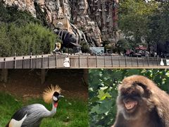 -西霞口神雕山野生动物世界