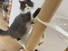 -1013 PET SHOP精品宠物商店(丁香店)