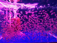 -中环花鸟鱼虫市场
