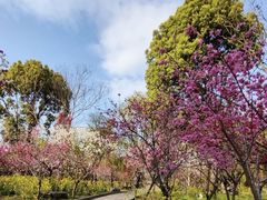 -南汇桃花村