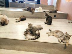 -猫儿山۰猫主题餐厅