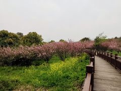-游子山休闲旅游区