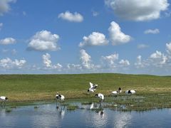 -黑龙江扎龙生态旅游区