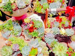-豆豆花艺(新光天地店)