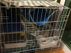 -东方名猫馆·英短金渐层布偶猫舍(环线广场1号楼店)