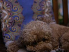 -半坡九号老挝冰咖啡