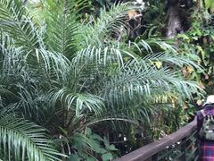 -深圳仙湖植物园