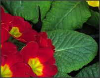 -三圣花乡旅游区