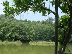 -番禺大夫山森林公园