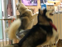 -Husky Go! 哈士奇体验馆·宠物咖啡厅狗咖