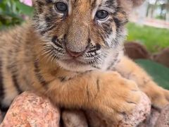 -北京野生动物园