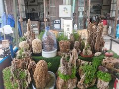 -中环花鸟鱼虫市场
