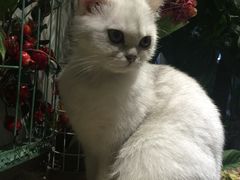 -共舞时光猫咖·狗咖(新街口店)