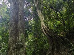 -西双版纳原始森林公园