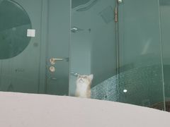 -飞行喵MR PILOT|猫舍·猫咖(静安大融城店)