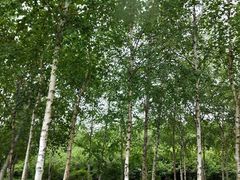 -群力丁香公园