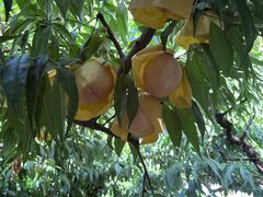 -老袁家蜜桃农场·阳山水蜜桃