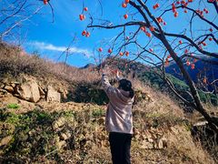 -王顺山国家森林公园