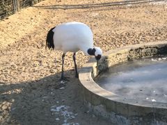 -盐城丹顶鹤湿地生态旅游区