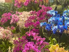 -双季花艺园艺市场(浦东店)