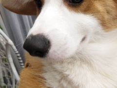 -浣熊柯尔鸭土拨鼠·电玩咖
