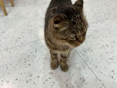 -喵园·猫主题咖啡厅·撸猫·猫咖(国贸店)