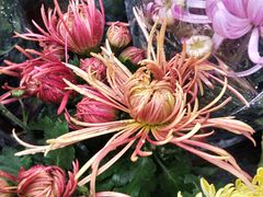 -重庆市江北嘴中央商务区中央公园