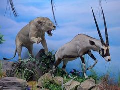 -西霞口神雕山野生动物世界