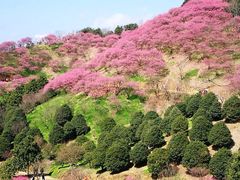 -新建村梅花